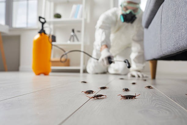 Commercial Kitchen Cockroach Control in Firthcliffe